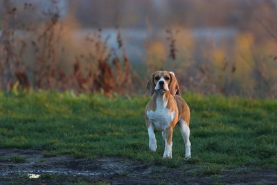 Dog running on field