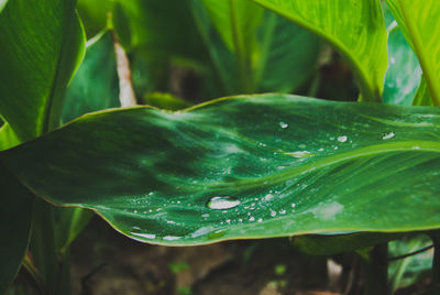 Close-up of raindrops on leaves