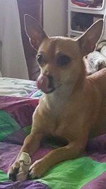 Portrait of dog sitting on bed at home