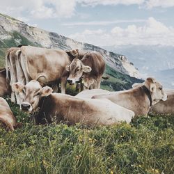 Cows on field against sky