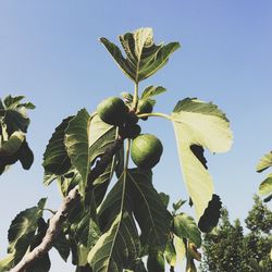 Low angle view of tree