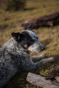 Close-up of dog looking away