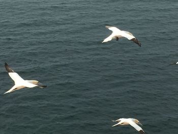 Seagull flying over sea