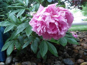 Close-up of pink flowers