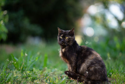 Portrait of cat sitting on field