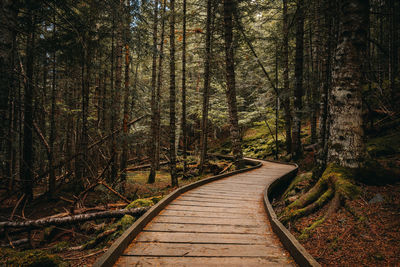 Boardwalk amidst trees in forest during autumn