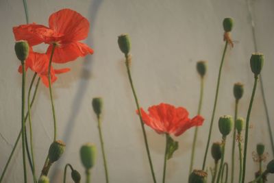 Close-up of red flowers