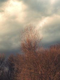 Low angle view of bare tree against sky