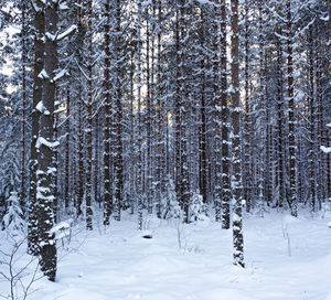 Trees in snow covered forest