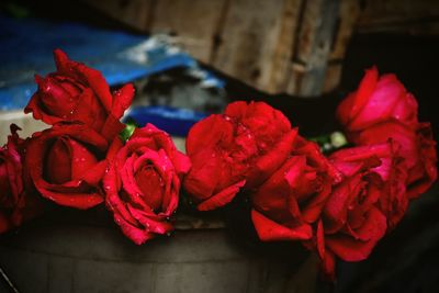 Close-up of red rose