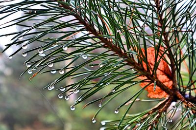 Close-up of raindrops on pine tree