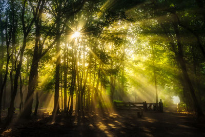 Sunlight streaming through trees in forest