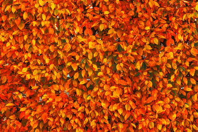 Bright red and orange autumn fall leaves background. colorful and bright wall