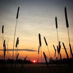 Scenic view of silhouette field against sky during sunset