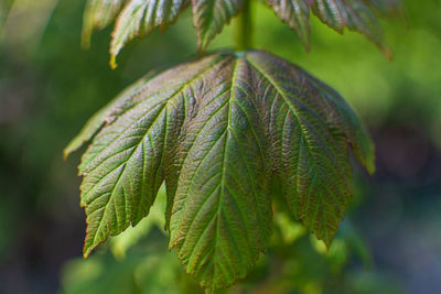 Tree leafs