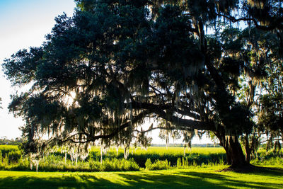 Trees on field against sky