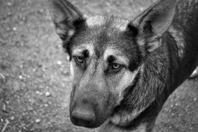 Close-up portrait of dog
