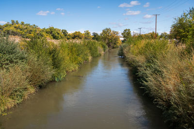 Scenic view of river amidst trees against sky