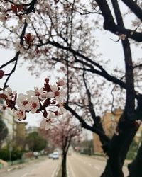 Cherry blossom tree