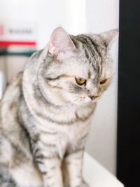 Close-up of tabby cat