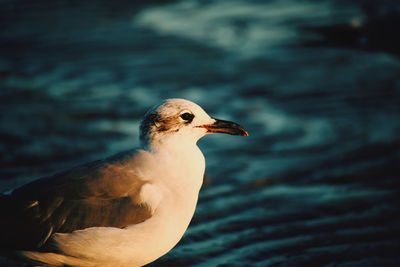 Close-up of seagull