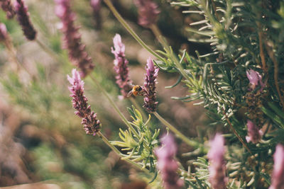 Close-up of wildflowers