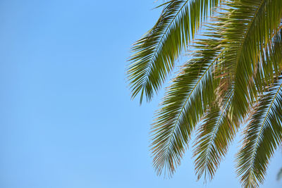 Low angle view of palm branch against clear blue sky