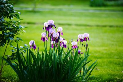 Flowers blooming on field