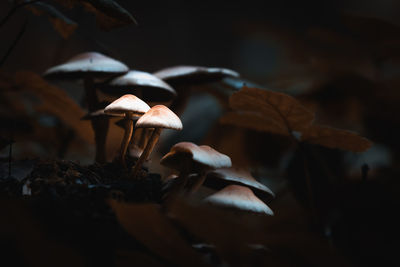 Close-up of dried mushroom growing on field