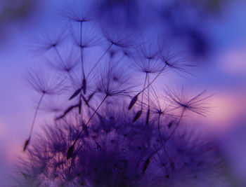 Close-up of flowers against blurred background
