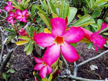 Close-up of pink flowers blooming outdoors