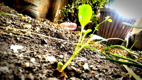 Close-up of plants against blurred background