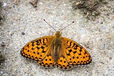 Butterfly on leaf