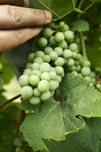 Grapes