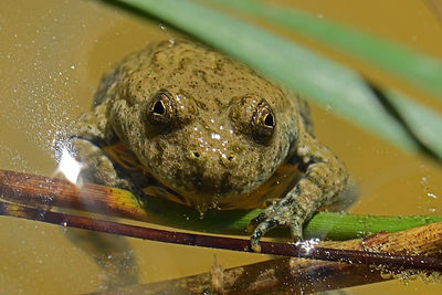 Close-up of frog in pond