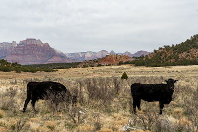 Horses in a field