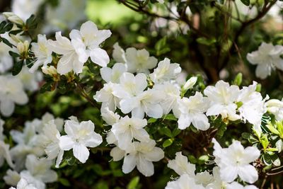 Close-up of white flowers