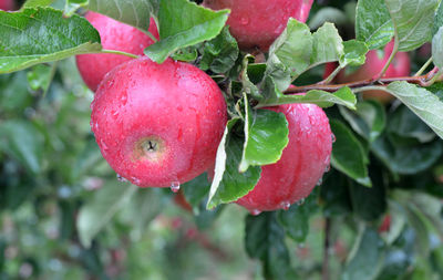 Close-up of wet red berries growing on plant