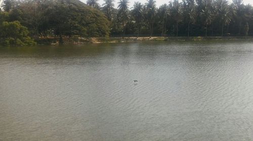 Scenic view of lake by trees