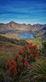 Lake segara anak. lake view with red flowers