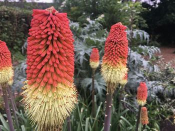 Close-up of flowers against blurred background