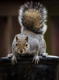 Close-up portrait of squirrel on wood