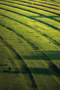 Scenic view of agricultural field