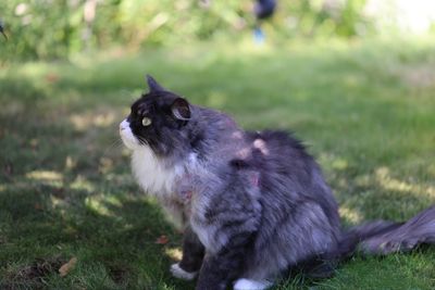 View of a cat on field