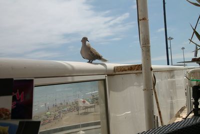 Bird perching on wall