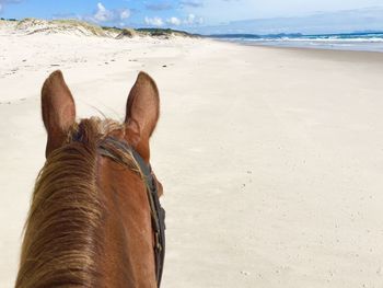 Cropped image of horse on beach