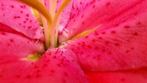 Full frame shot of pink flower