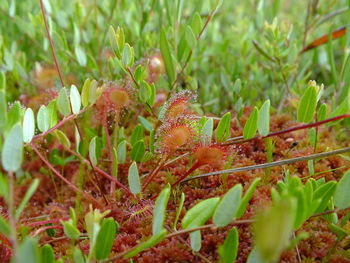 Close-up of lizard on plant