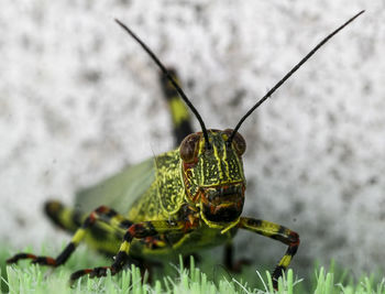 Close-up of insect on leaf