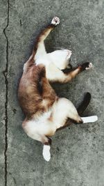 Cat looking away
